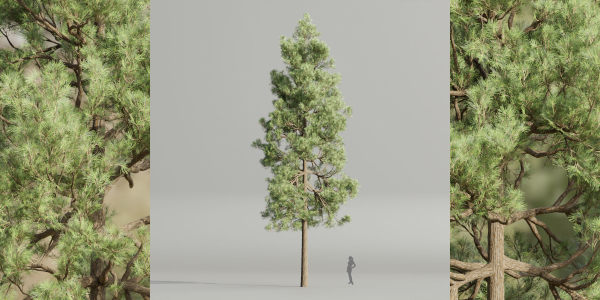 Pine trees collection vol 178-Blender
