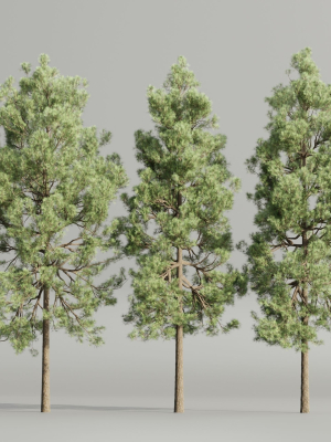 Pine trees collection vol 178-Blender