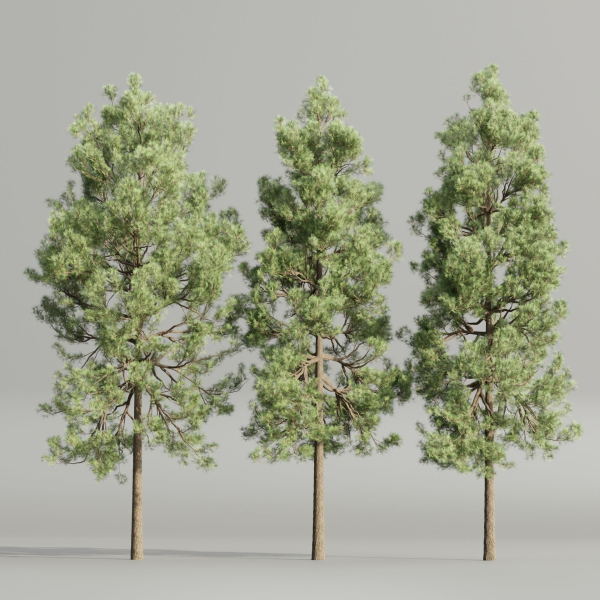 Pine trees collection vol 178-Blender