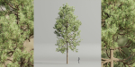 Pine trees collection vol 178-Blender