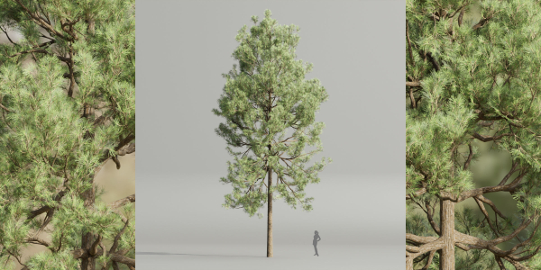 Pine trees collection vol 178-Blender