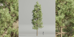 Pine trees collection vol 178-Blender