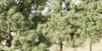 pine trees collection vol 19-Blender