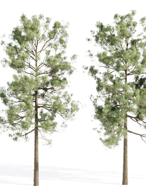 pine trees collection vol 19-Blender