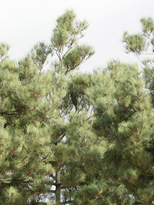 pine-trees-collection-vol-19-blender-3d-model-323c7077d4