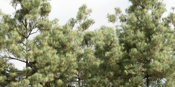 pine trees collection vol 19-Blender