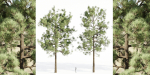 pine trees collection vol 19-Blender