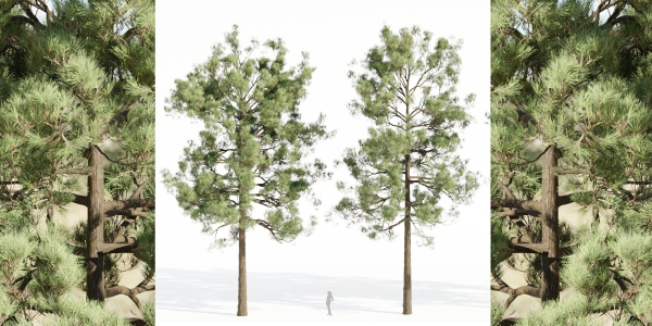 pine trees collection vol 19-Blender