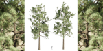 pine trees collection vol 19-Blender