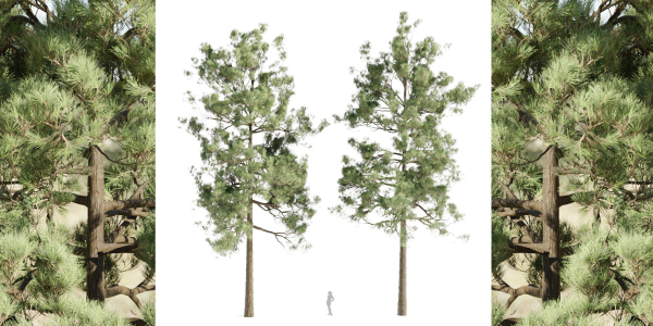 pine trees collection vol 19-Blender