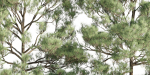 pine trees collection vol 19-Blender
