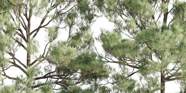 pine trees collection vol 19-Blender