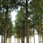 Pine Trees collection vol 227-Blender