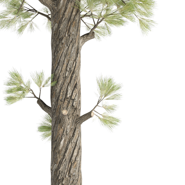Pine Trees collection vol 227-Blender