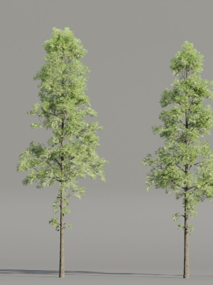 Pine Trees collection vol 227-Blender