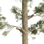 Pine trees collection vol 234