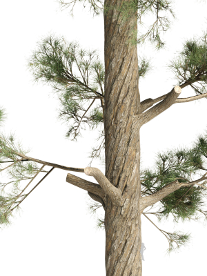 pine-trees-collection-vol-234-3d-model-06bec96108