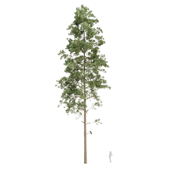 Pine trees collection vol 234