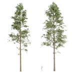 Pine trees collection vol 234