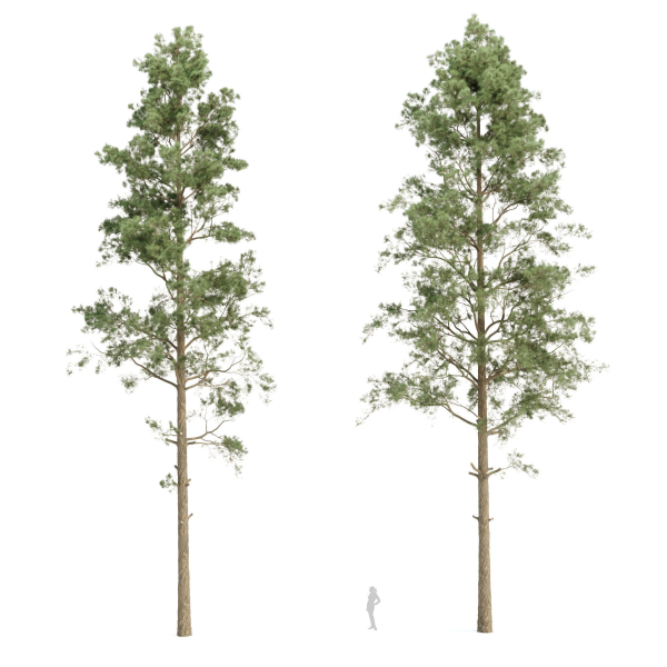 Pine trees collection vol 234
