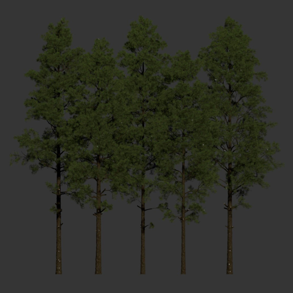 Pine trees collection vol 234