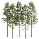 Pine trees collection vol 234