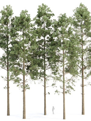 Pine trees collection vol 234