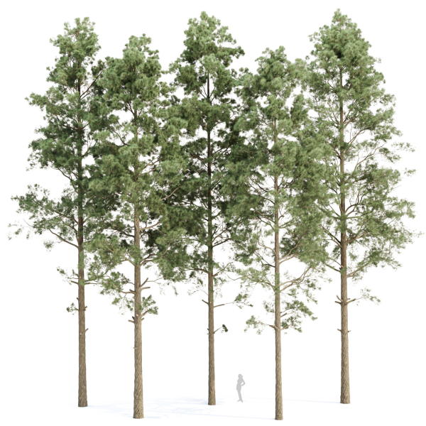 Pine trees collection vol 234