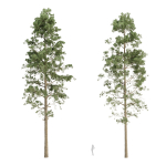 Pine trees collection vol 234