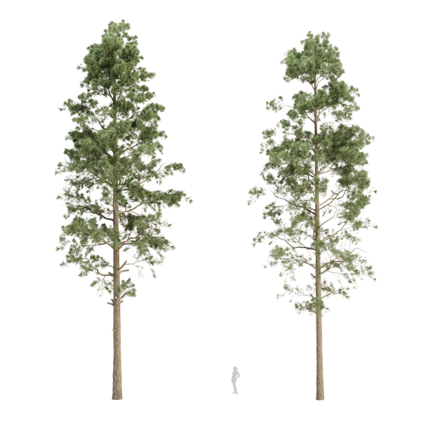 Pine trees collection vol 234