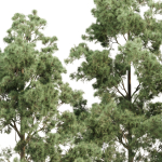 Pine trees collection vol 234