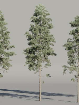 Pine trees collection vol 234-Blender