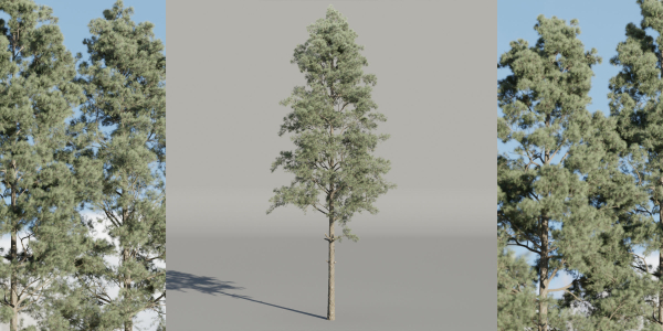 Pine trees collection vol 234-Blender