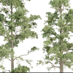 Pine trees collection vol 245