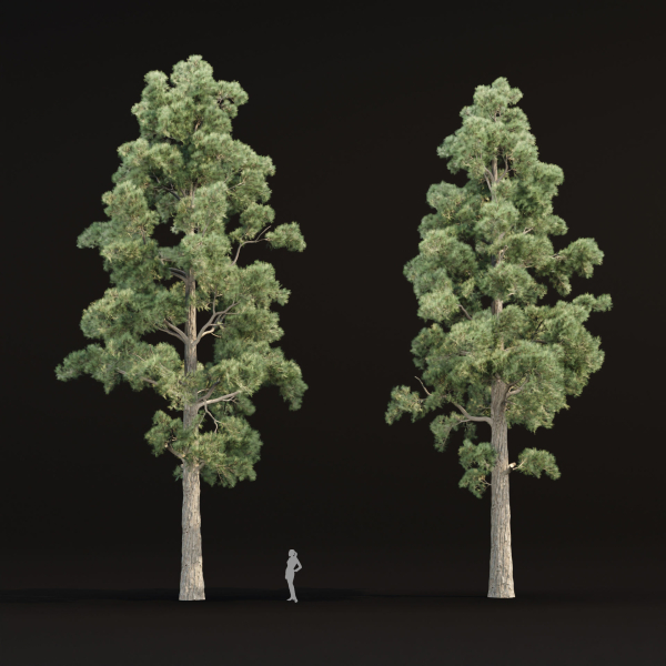 Pine trees collection vol 245