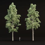 Pine trees collection vol 245