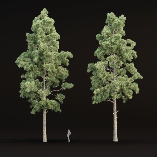 Pine trees collection vol 245