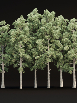 Pine trees collection vol 245
