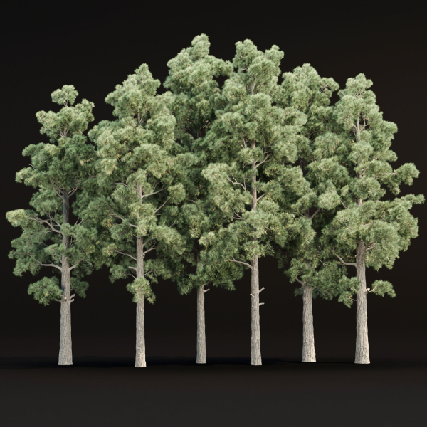 Pine trees collection vol 245