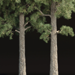 Pine trees collection vol 245