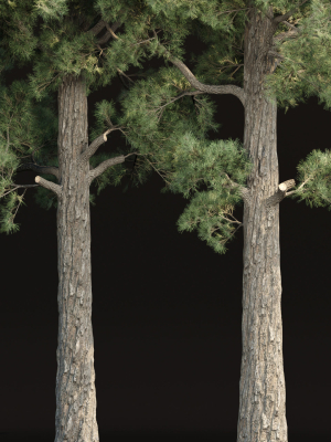 pine-trees-collection-vol-245-3d-model-d95fee4821