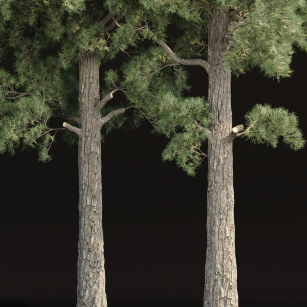 Pine trees collection vol 245