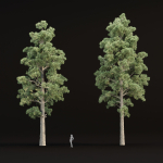 Pine trees collection vol 245