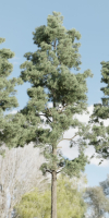 Pine trees collection vol 245-Blender