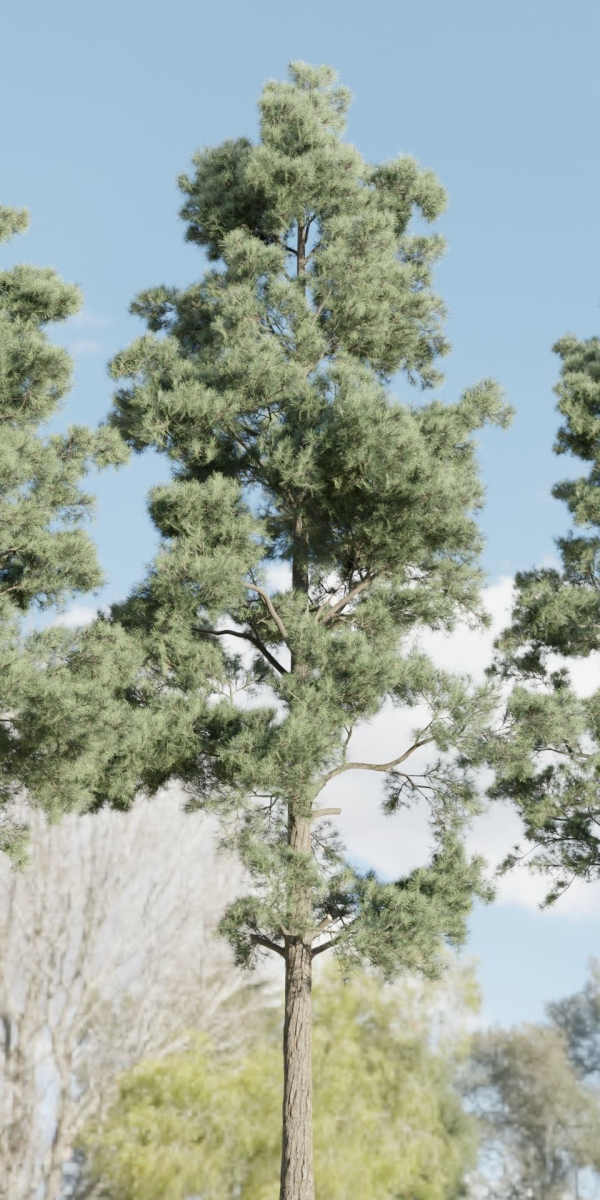Pine trees collection vol 245-Blender