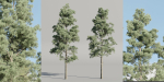 Pine trees collection vol 245-Blender