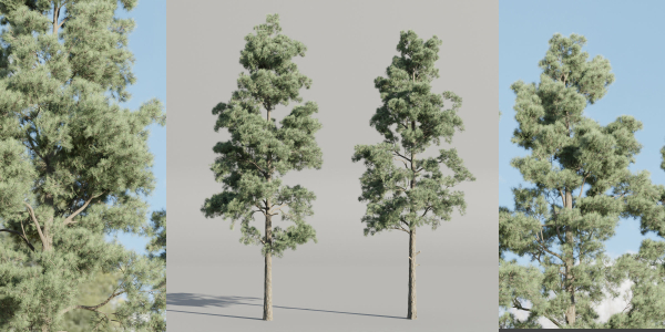 Pine trees collection vol 245-Blender