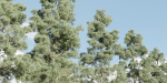 Pine trees collection vol 245-Blender