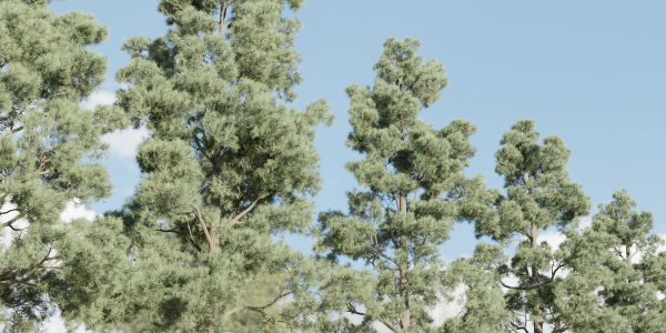 Pine trees collection vol 245-Blender