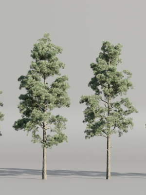 Pine trees collection vol 245-Blender